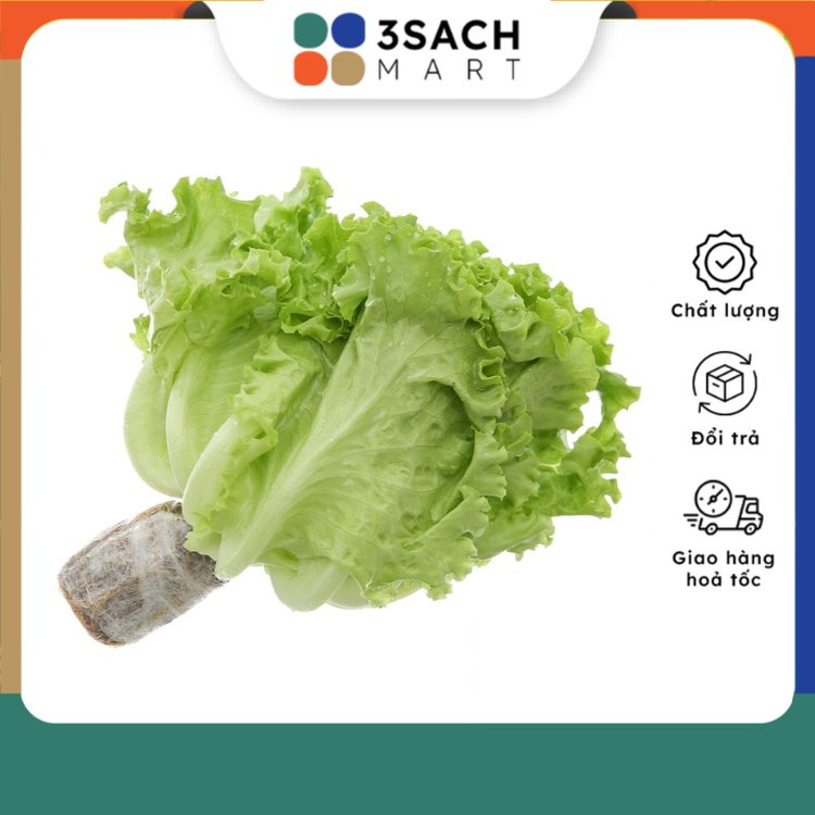 Xà Lách Lolo Xanh Thủy Canh - 250g/khay