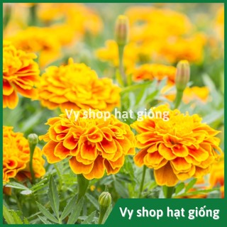 100 hạt giống cúc vạn thọ pháp