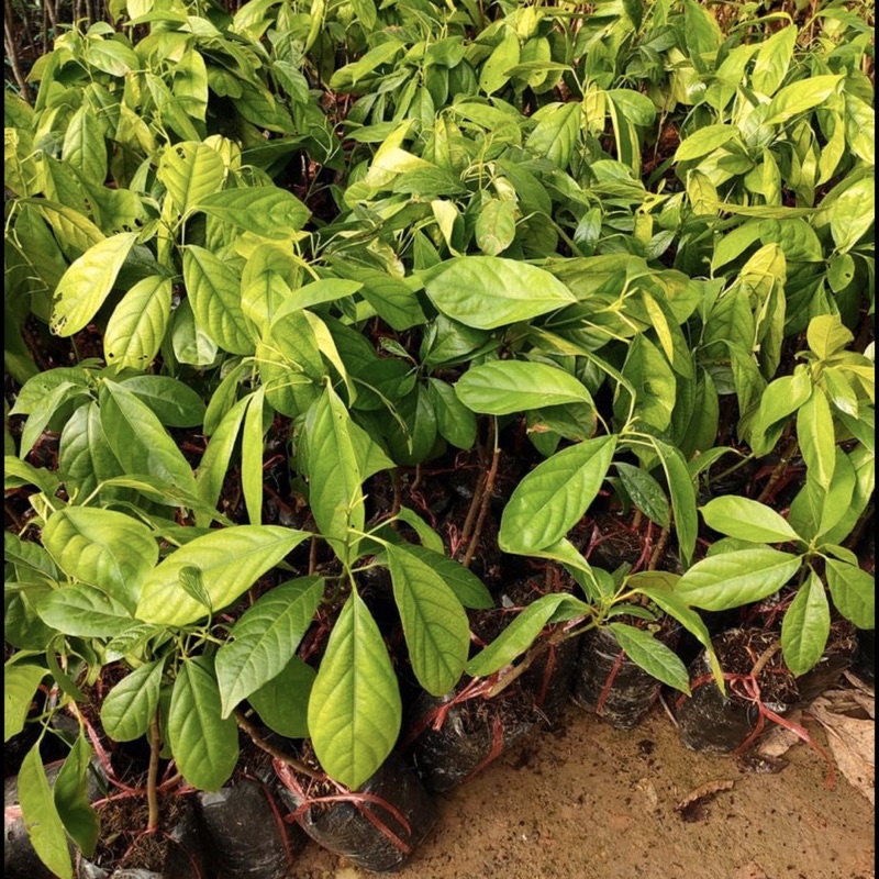 Cây dâu da xanh  ghép cành cao 40-70 cm 1 năm ra quả