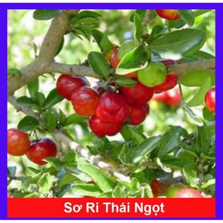 Cây giống sơri