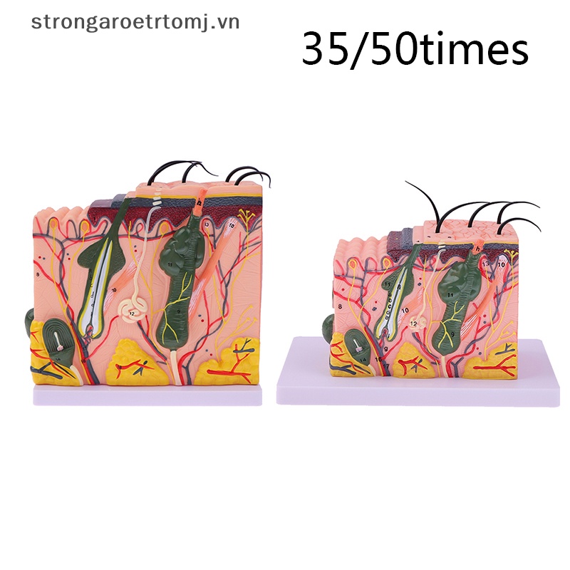 Mô Hình Cấu Trúc Da Người Strongaroetrtomj 35 / 50 Giờ