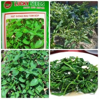 Cây rau tầm bóp - bầu cây giống