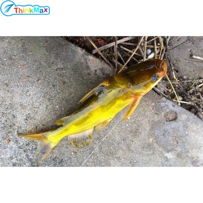 Thinkmax Bộ 30 Móc Câu Cá Bằng Thép Carbon Cao Cấp 30 Món