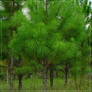 Cây giống cây thông cảnh