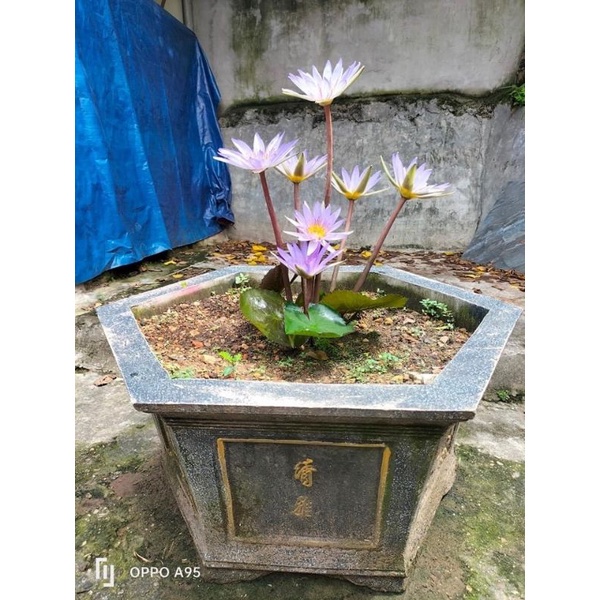 Củ hoa súng cạn cho tết