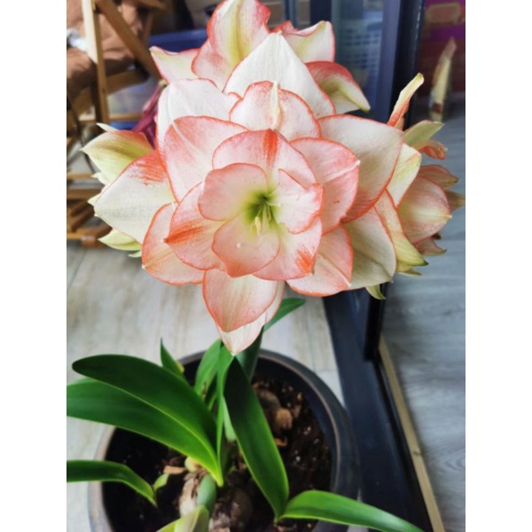 Hoa lan huệ cánh kép, lan huệ tây Amaryllis Northern Lass