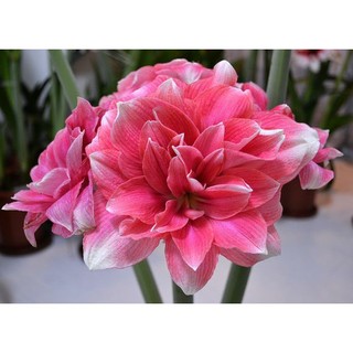 Hoa Lan huệ cánh kép Double Dream( Hoa loa kèn, Amaryllis)