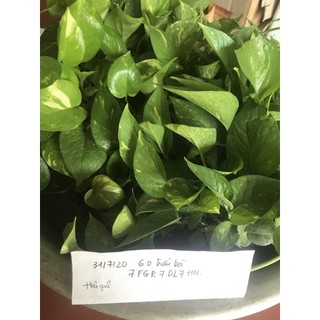  Cây trầu bà