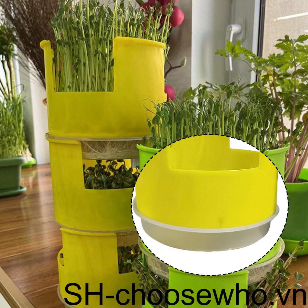 [Choo] Khay Trồng Cây Không Đất Bằng Lúa Mì Cho Vườn Nhà