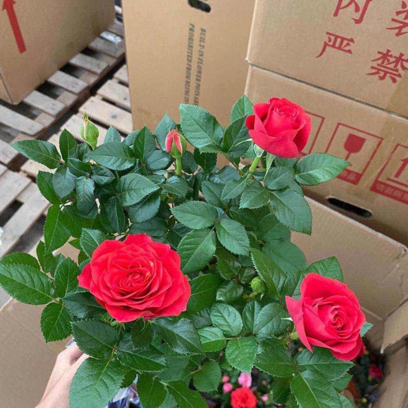Hoa hồng siêu bông cây trồng bầu C8 cao khoảng 30 cm tượng trưng cho tình yêu vĩnh hằng, mối tình cảm cao quý và sâu đậm