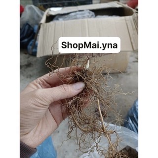 Củ hoa linh lan (có rễ + mầm lá sẵn,bao sống 100%)