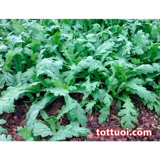 Hạt giống Rau Tần Ô nếp (Cải cúc nếp) (20g)