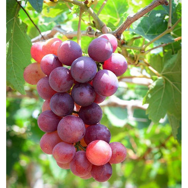 Cây Nho Đỏ (Red Cardinal) (chi  lăng shop 47 )