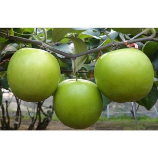 CÂY GIỐNG TÁO ĐẠI (ĐẠI TÁO)