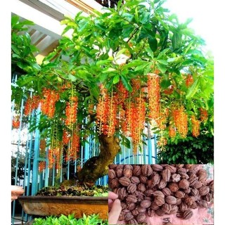 Hạt giống cây lộc vừng hoa đỏ -