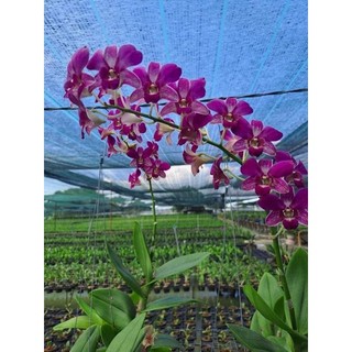 [Siêu Sale] denro tom sổ chớp 5% cây giống