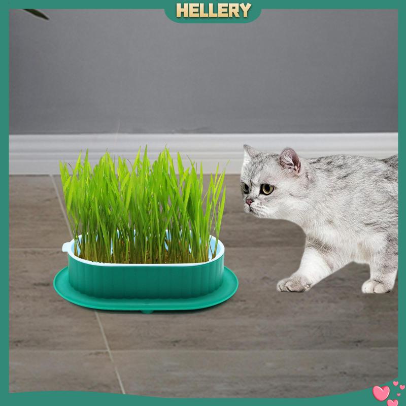 Khay Gieo Hạt Tiện Dụng Cho Nhà Kính