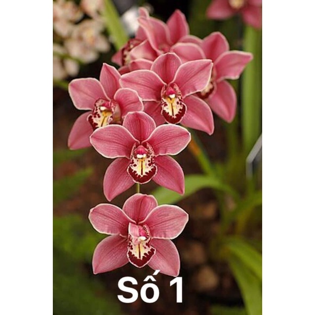 Củ hoa địa Lan luân HOA TẾT