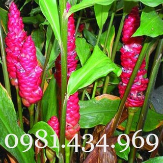 Gừng Gió (Gừng Rừng, Gừng Dại, Ngải Xanh) 01KG Mới