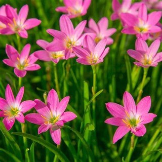 20 CỦ HUỆ MƯA MIX MÀU- CỦ SIZE TO