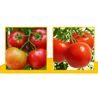 Red tomato seeds fruit to F1, easy to grow, high yield -shallow gold