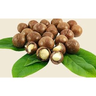 Cây giống MẮC CA H2 cao sản [ Cây ghép được 2-3 năm, to khỏe, sinh trưởng tốt ]. ()