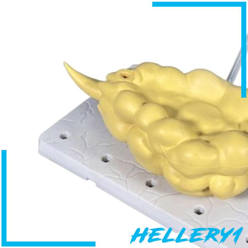 Giá Đỡ Trưng Bày Mô Hình Búp Bê