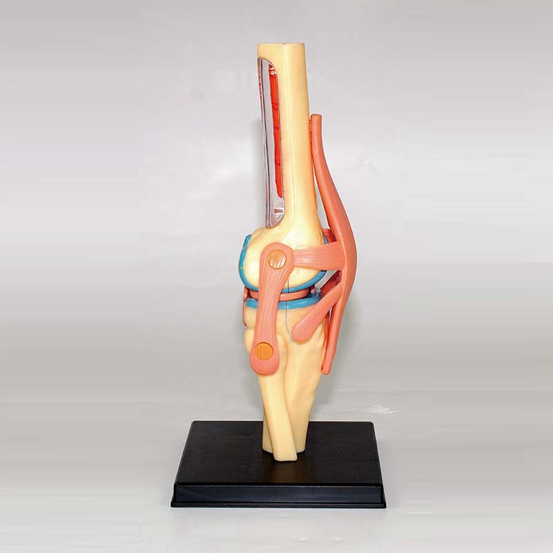 Mô Hình Cơ Thể Người torso Dùng Dạy Học