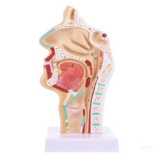 Top giải phẫu người mũi khoang họng giải phẫu công cụ giảng dạy mô hình y tế