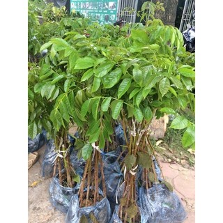 CÂY GIỐNG CÂY TRÁM XANH (TRÁM TRẮNG, TRÁM CHUA )