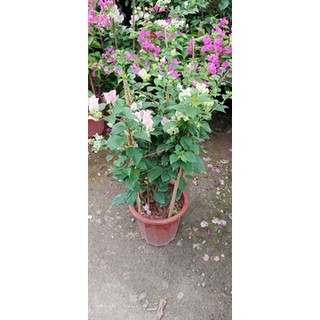 Hoa giấy Sakura