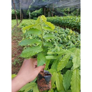 CÂY GIỐNG HOA DẺ THƠM( CÂY GIỐNG GỬI KHÁCH NHƯ HÌNH CUỐI)