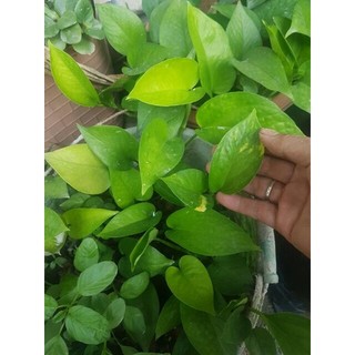  Cây trầu bà