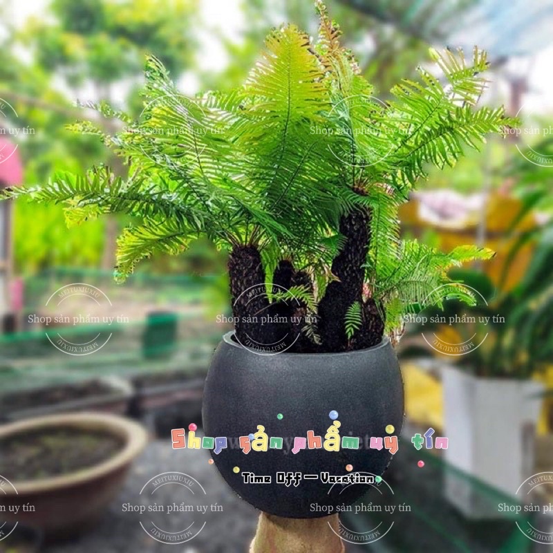 dương xỉ thân gỗ nhỏ (trồng chậu để bàn)