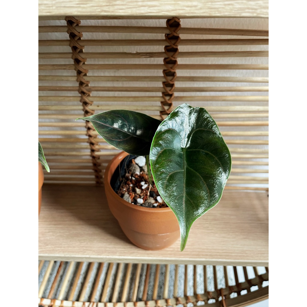 Cây họ Môn - Alocasia Azlanii lá tím