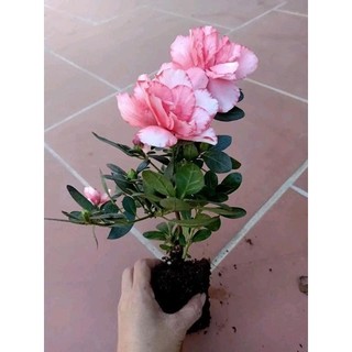 Cây giống hoa đỗ quyên