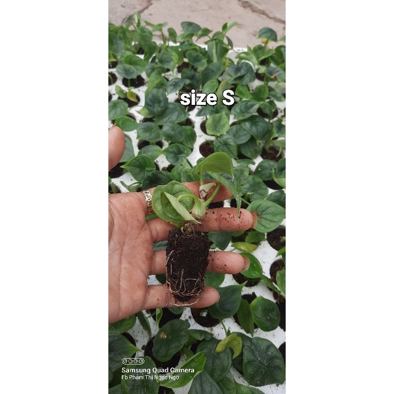 Alocasia dragon scale