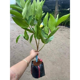 CÂY GIỐNG MẬN ĐƯỜNG ĐÁ ( Roi Đá ) (cây ghép siêu sớm trái)
