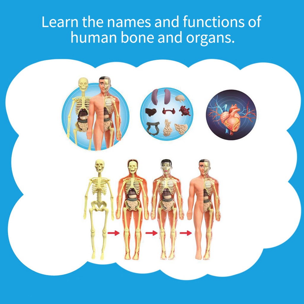 Mô Hình Cơ Thể Người Lắp Ráp Cơ Thể Người Và Xương Đơn Giản Dùng Dạy Học