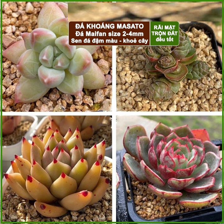 500GR - Đá Khoáng Maifan ( Masato ) chuyên trồng Sen Đá, Xương Rồng, Bonsai - giữu Màu, Tạo Màu Hoa