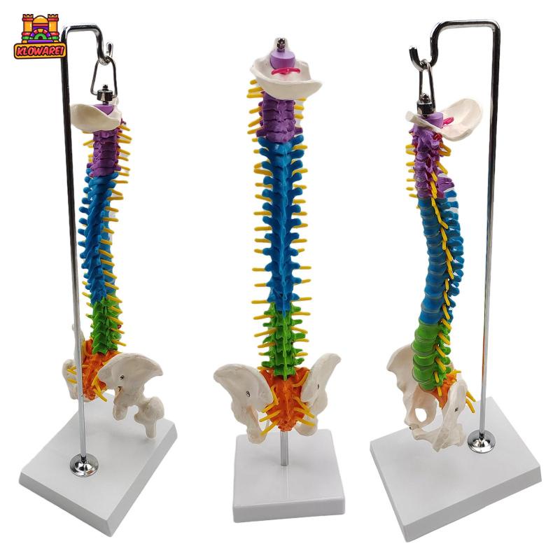 Predolo  Giá Đỡ Mô Hình Xương Cột Sống Linh Hoạt Có Chân Đứng Pelvis