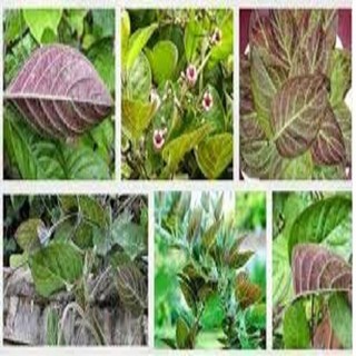 CHẬU CÂY GIỐNG CÂY LÁ MƠ LÔNG TÍM (MƠ LÔNG TAM THỂ LÁ MÀU TÍM)