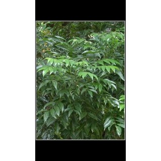 Cây mắc mật ăn lá (được kiểm tra hàng có bảo hành)