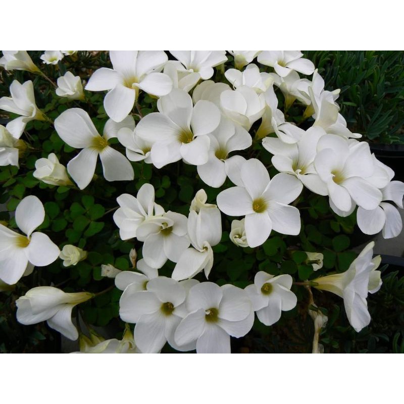 củ hoa oxalis obliquifolia