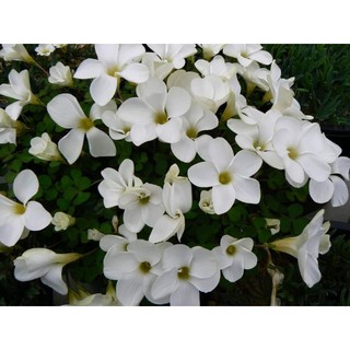 Củ hoa oxalis obliquifolia
