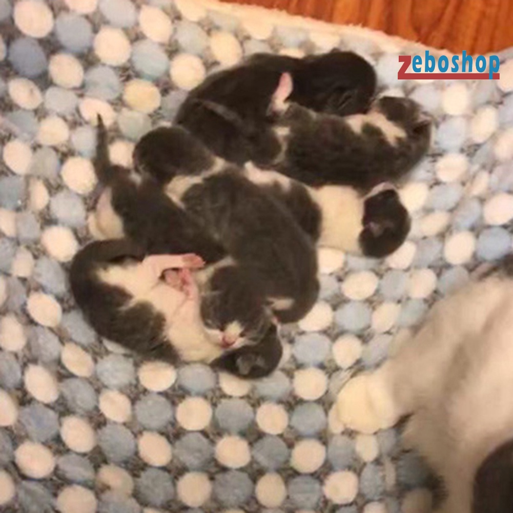 Thảm Lông Cừu Mềm Mại Hình Dấu Chân Chó Mèo Ngôi Sao Giữ Ấm Cho Thú Cưng