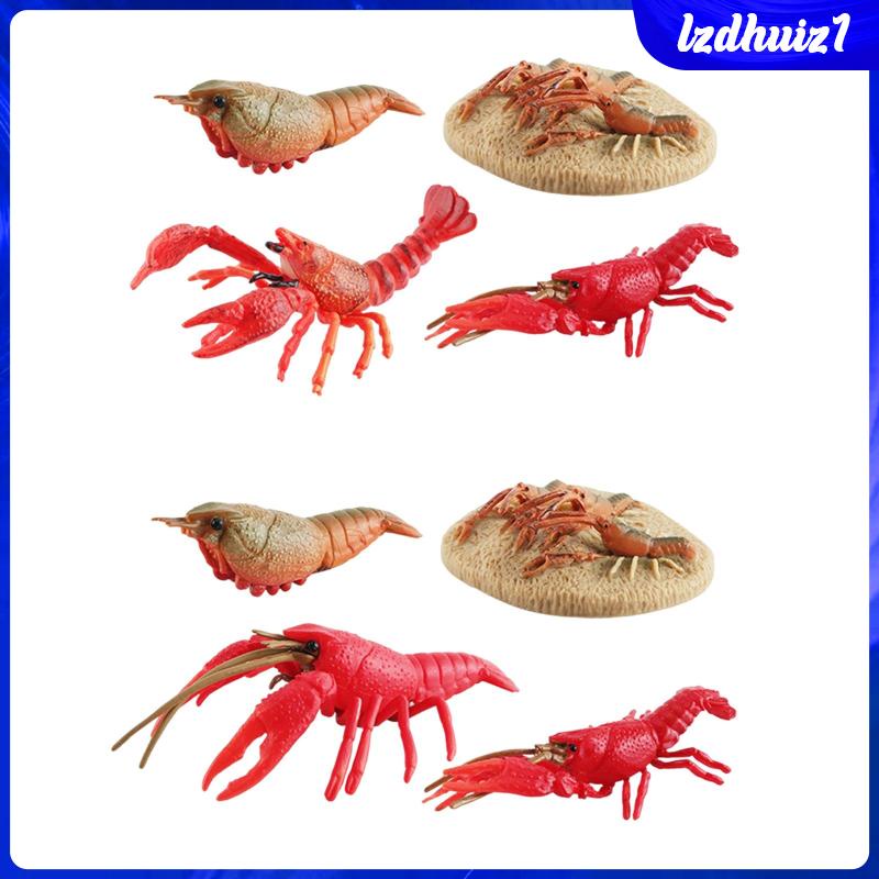 Đồ Chơi Tôm Hùm Biển Cho Bé