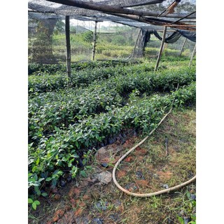 5 CÂY CHÈ XANH TRỒNG UỐNG NƯỚC( CÂY 35-45CM)
