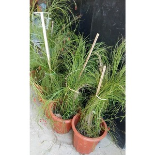 Cây hoa liễu pháo đỏ (hoa xác pháo đỏ rủ)