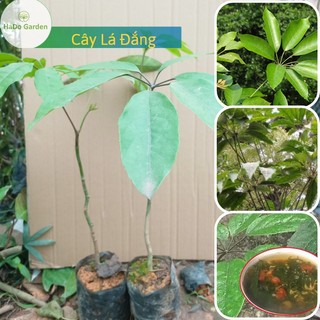 Cây Lá Đắng -Thanh Hóa, đặc sản sứ thanh, cây lá lằng nấu canh cá trích, canh tép, canh đắng